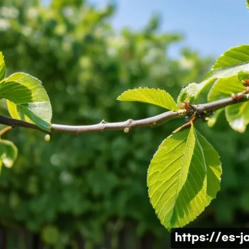 자두의 특이한 행동과 이유 - A healthy plum tree branch in a natural orchard setting, showing several leaves tightly curled inwar...