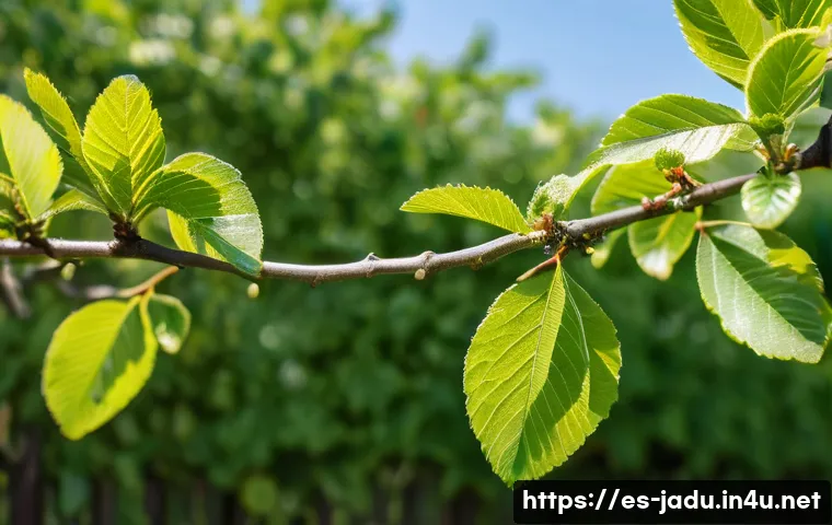 자두의 특이한 행동과 이유 - A healthy plum tree branch in a natural orchard setting, showing several leaves tightly curled inwar...